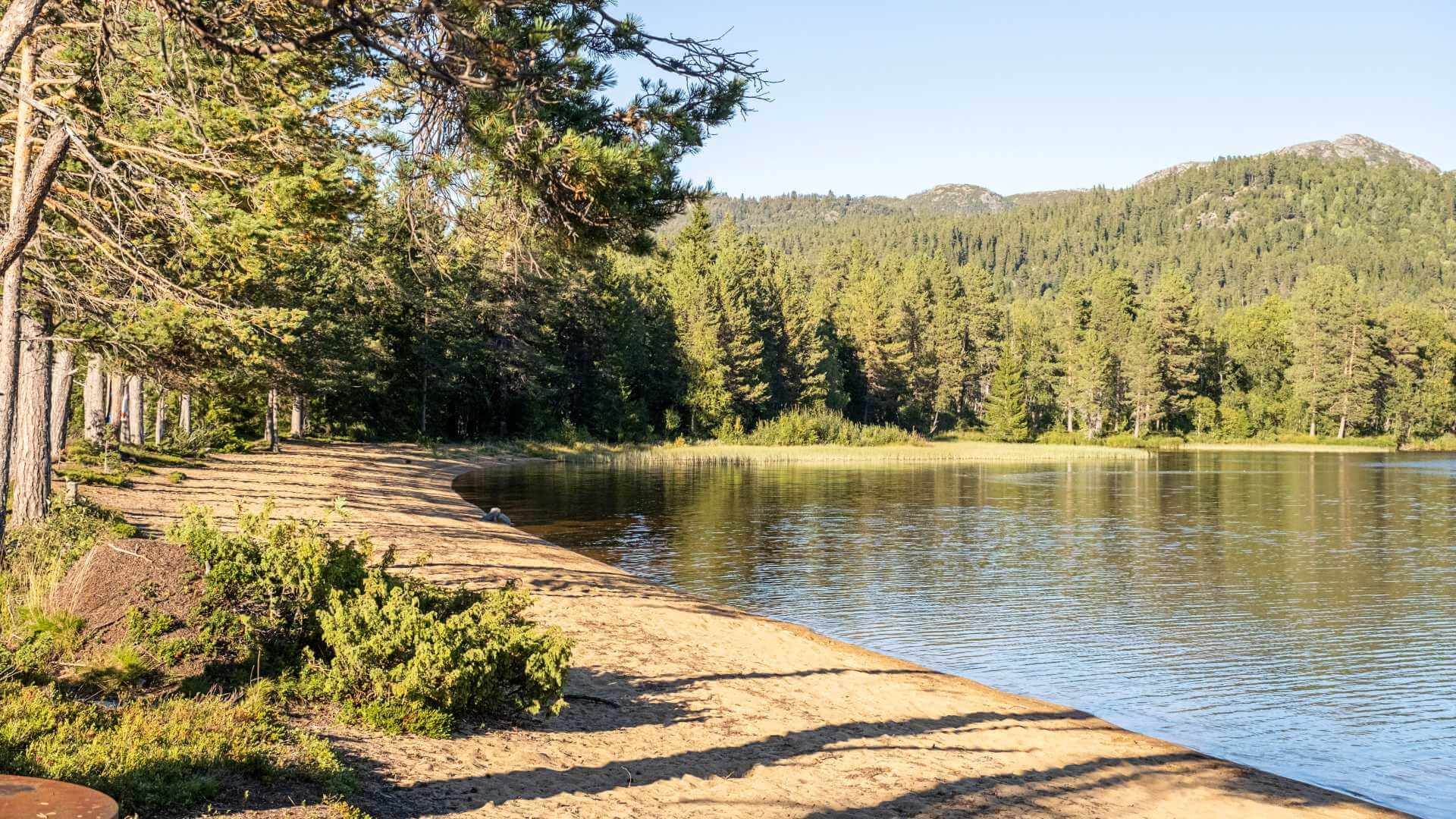 Solfylt strand ved innsjø med furutrær og fjell i bakgrunnen, norsk natur i sommer.