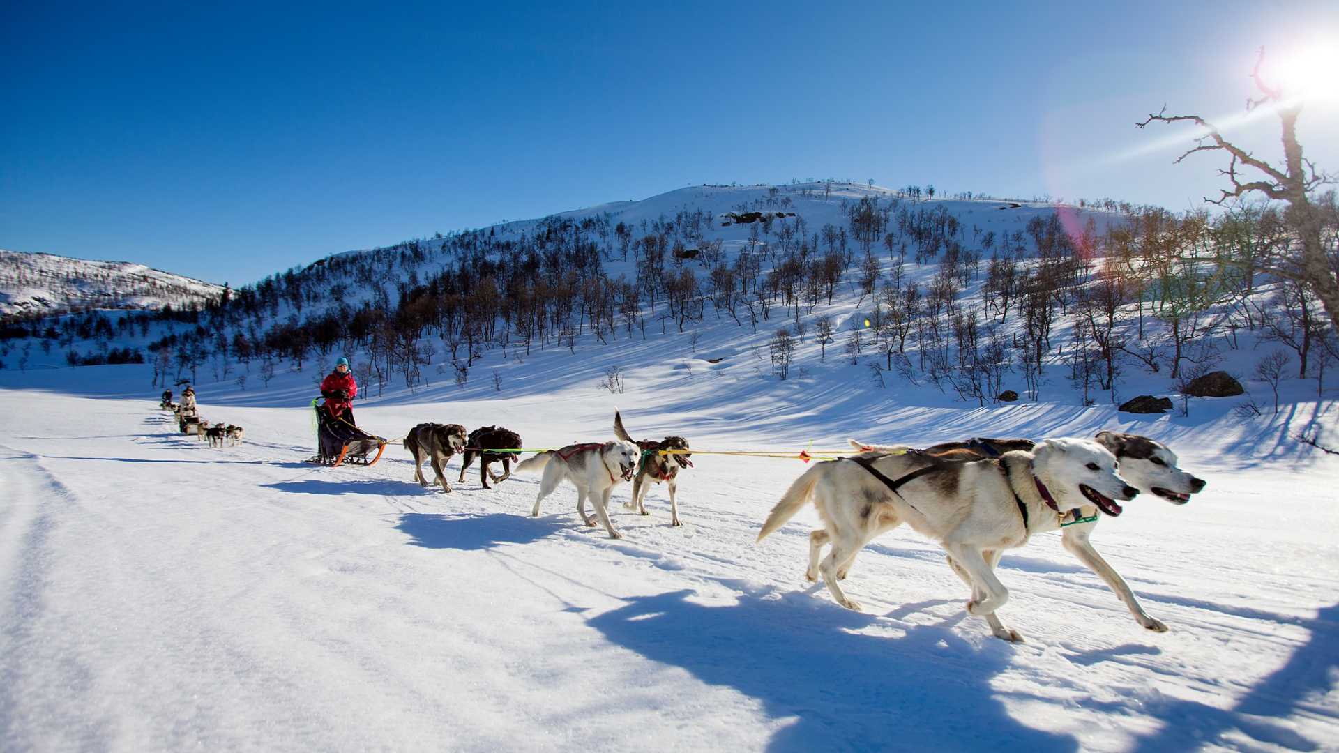 Hundespann på snødekt landskap med blå himmel og trær i horisonten.
