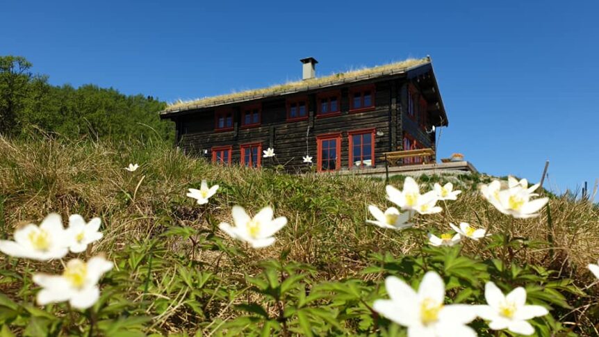 Gammelt trehus med torvtak, omgitt av hvite blomster og blå himmel i norsk landskap.