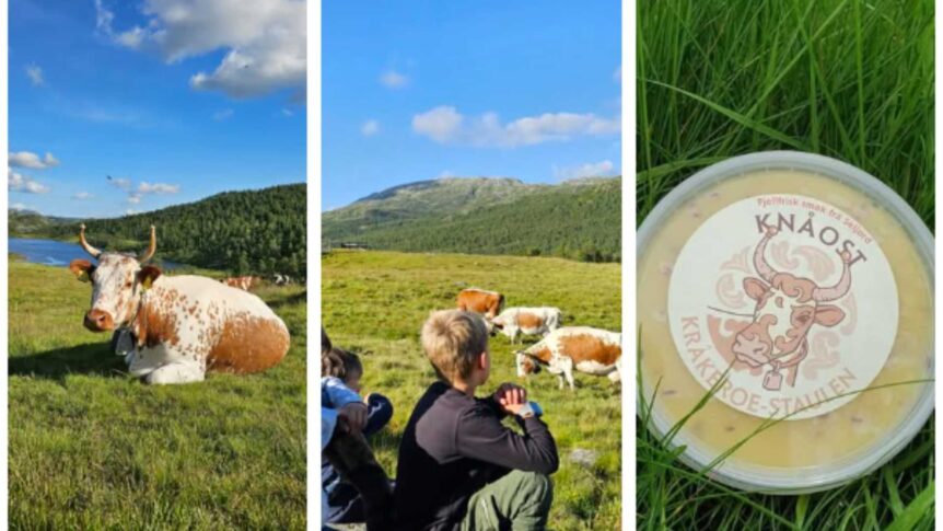 Kyr på beite i vakre norske fjell, barn i nærheten, og Knåost emballasje i gresset. Naturlig fjellost.