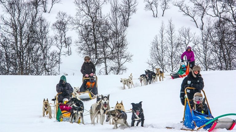 Gruppetur med hundekjøring i vinterlandskap, flere sleder og ivrige hunder i snødekt natur.