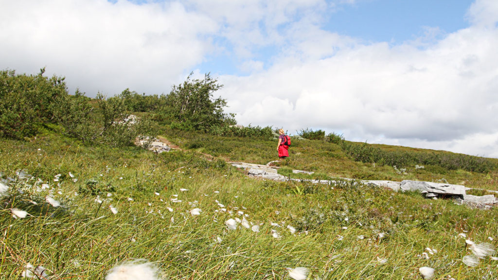 Person går på sti i norsk fjellandskap med grønt gress og blå himmel.