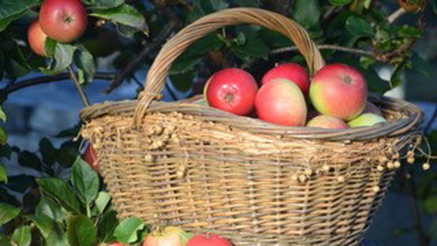 Kurv med friske epler i en hage, omringet av epletrær. Perfekt for høsthøsting og sunne oppskrifter.