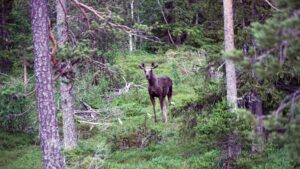 Elg i norsk skog, stående mellom trærne i et grønt landskap, gir et vilt og naturlig inntrykk.