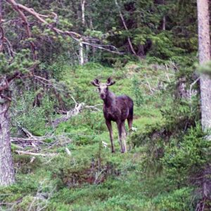 Elg i norsk skog, stående mellom trærne i et grønt landskap, gir et vilt og naturlig inntrykk.