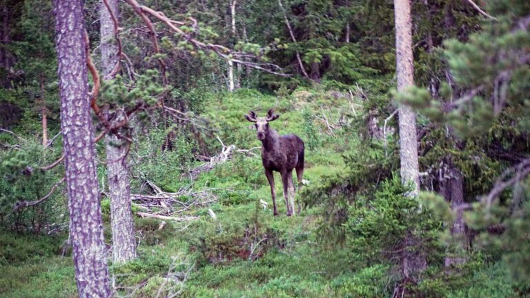 Elg i norsk skog, stående mellom trærne i et grønt landskap, gir et vilt og naturlig inntrykk.