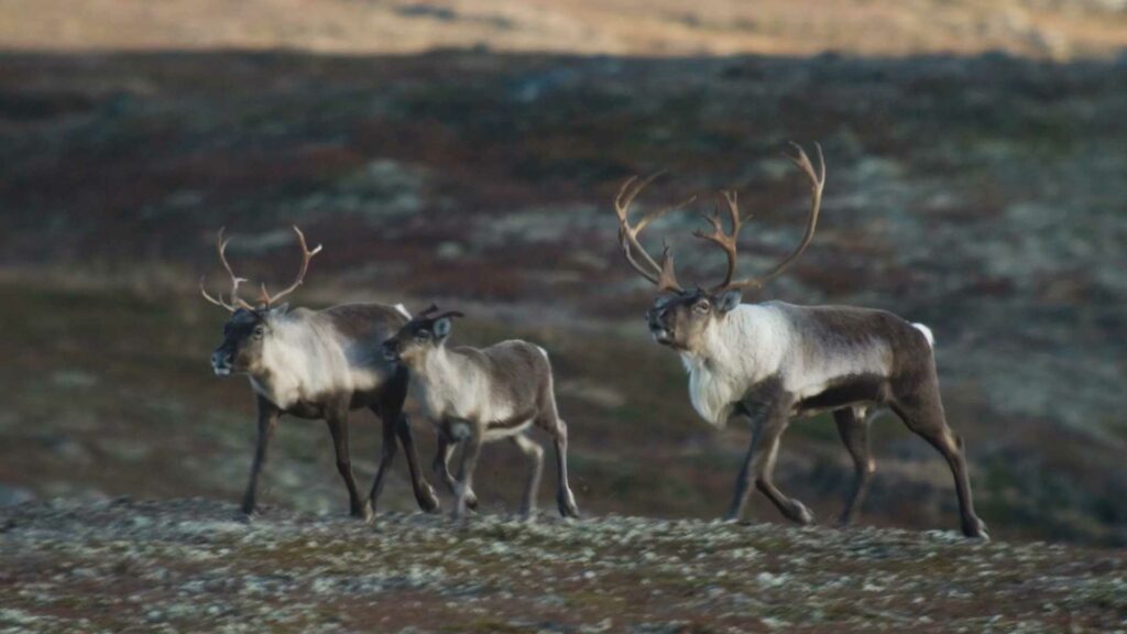 Tre reinsdyr vandrer gjennom norsk fjellandskap.