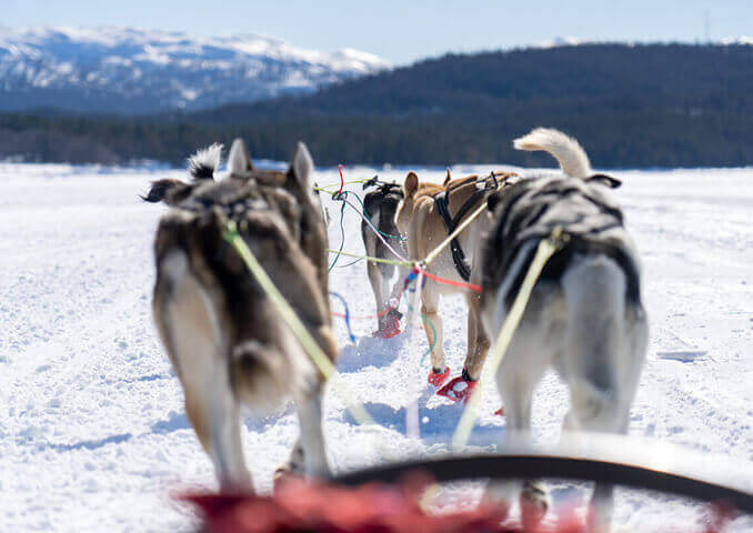 Hunder som trekker sledeturer i snødekte fjelllandskap om vinteren.