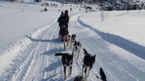 Hundekjøring i norsk vinterlandskap med slede på snødekt vei. Klare blå himler og vakker natur.