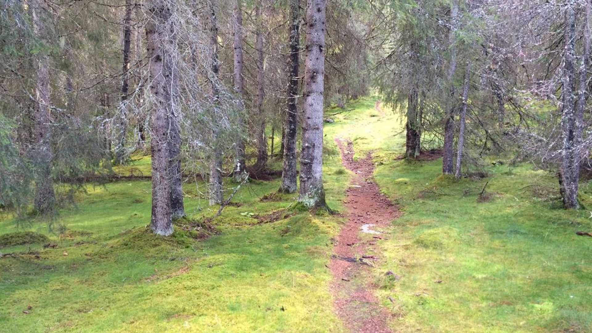 En sti som snor seg gjennom en frodig, grønn skog med høye trær og mose dekket bakken.